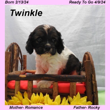 puppy, for, sale, Cocker Spaniel, Joe & Cherri  Overlease, dog, breeder, Miller, MO, dog-breeder, puppy-for-sale, forsale, nearby, find, puppyfind, locator, puppylocator, aca